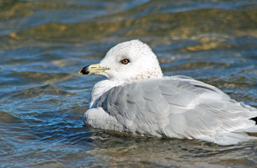 Seagull floating leisurely on beautiful calm blue waters
