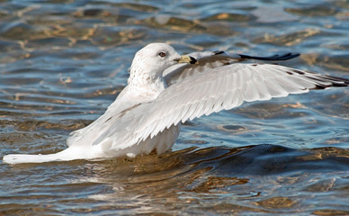 Fototapeta premium Seagull stretching her wings while balancing on the water