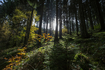german coniferous forest