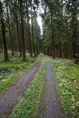 german forest path