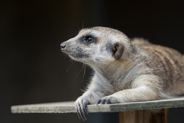 ミーアキャット