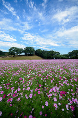 展海峰のコスモス畑＠長崎県佐世保市