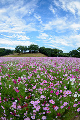 展海峰のコスモス畑＠長崎県佐世保市