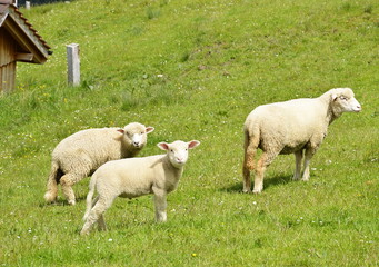 sheeps on Appenzell