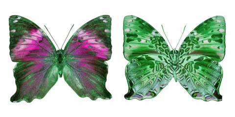 Crédence de cuisine en verre imprimé Papillon Beautiful butterfly
