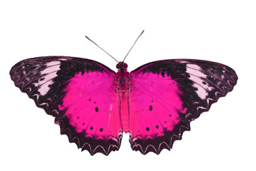 pink butterfly