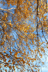 beautiful autumn tree