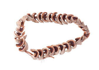 dry areca nuts for chewing snack