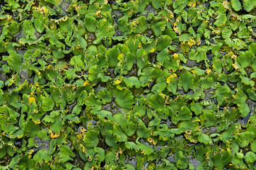 Aquatic Weed background - Backdrop of overgrown of aquatic weed, known as kercit