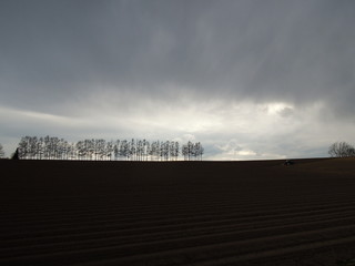 そびえたつ木々