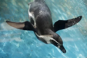 Tableaux ronds sur aluminium Pingouin pingouin nageant