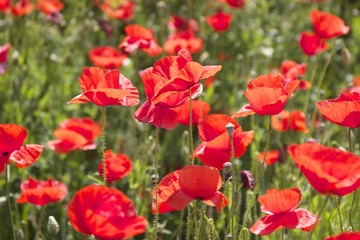 Obraz premium Mohnfeld