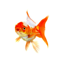 Fototapeta premium Gold fish Isolation on the white background