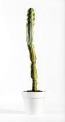 Single Long Cactus Plant on White Pot