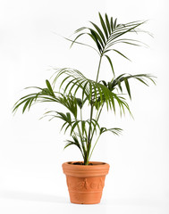 Kenzia Palm Plant on Ordinary Brown Pot