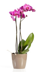 Naklejka na ściany i meble Magenta pink phalaenopsis orchid in a pot