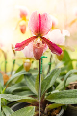 Fototapeta premium Close up of pink lady's slipper orchid flower