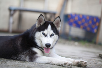 Portrait of Siberian Husky