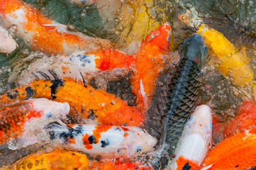 Colorful Koi carp
