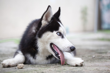 Portrait of Siberian Husky