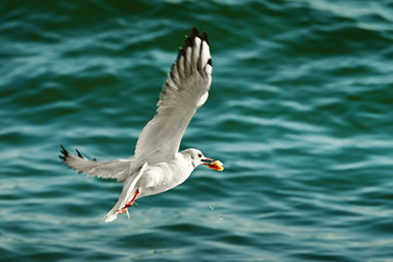 seagull with food in beak