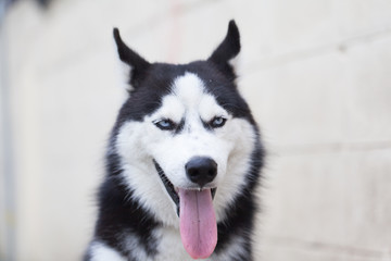 Portrait of Siberian Husky