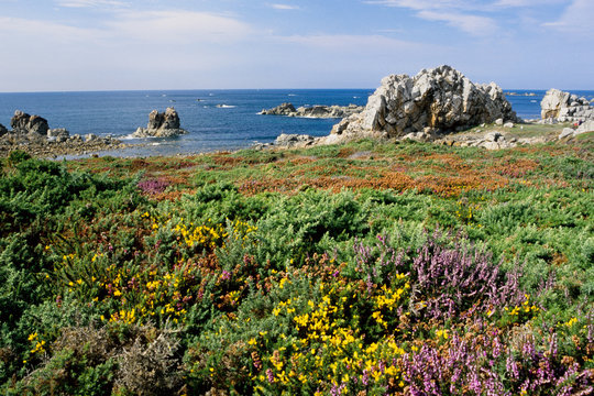 fioritura erica e brugo brughiera penisola di camaret bretagna