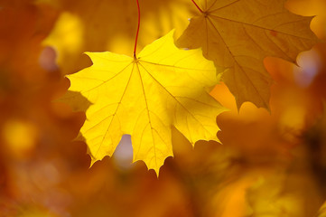 Naklejka na ściany i meble Abstract autumn background, old orange maple leaves, dry tree fo