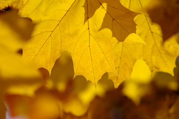 Fototapeta na wymiar Abstract autumn background, old orange maple leaves, dry tree fo