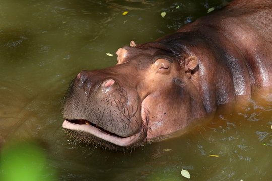 The dozing hippopotamus