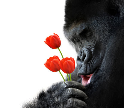 Sweet animal portrait of a gorilla holding red tulip flowers