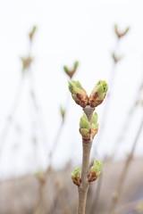 Buds on branch