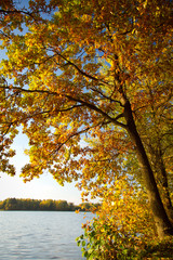 Fototapeta na wymiar golden autumn on the lake.