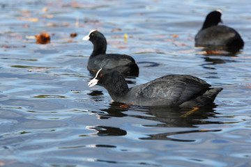 Eurasian Coot, Coot, Fulica atra