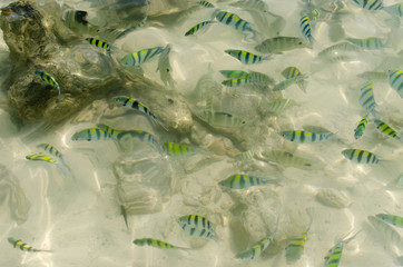fish andaman