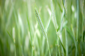 Green wheat field