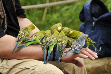 Vögel füttern