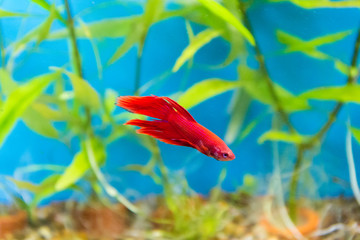 Aquarium cockerel fish