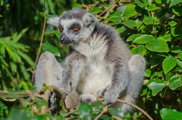 Ring tailed lemur