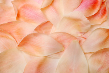 Closeup petals of coral peony
