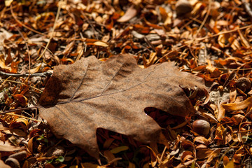 Acorn in a park