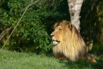 Lion dans l'herbe