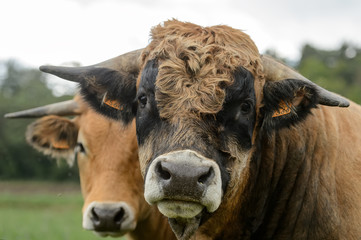 Vaches aubrac