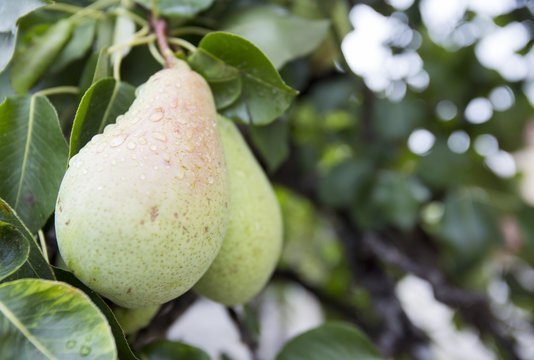 Many green pears on a tree