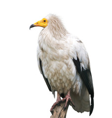 Egyptian vulture