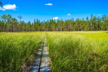 wooden trail among green grass