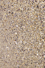 Wet sand with crushed sea shells