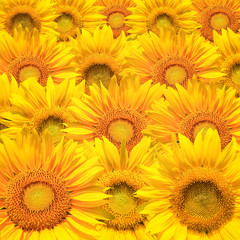Obraz premium sunflower background closeup