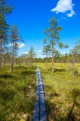 Fototapeta na wymiar wooden path through the pine forest