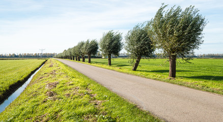 Fototapeta na wymiar Row of pollard willow trees beside a country road